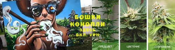стафф Гатчина